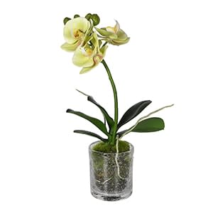 Phalaenopsis Orchid in Pot