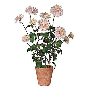 Cafe Au Lait Dahlia In Terracotta Pot