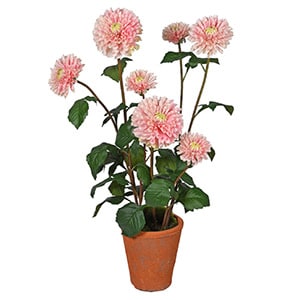  Pink Dahlia in Terracotta Pot
