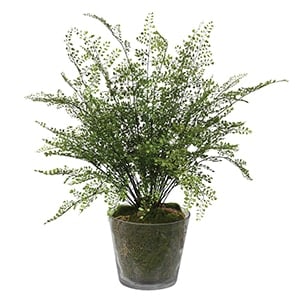 Large Maiden Hair Fern In Glass Pot
