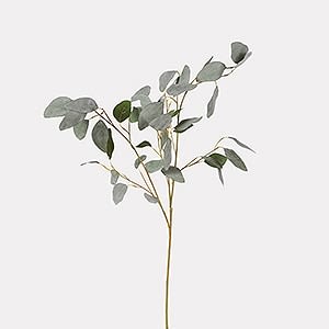 Silver Dollar Eucalyptus Spray