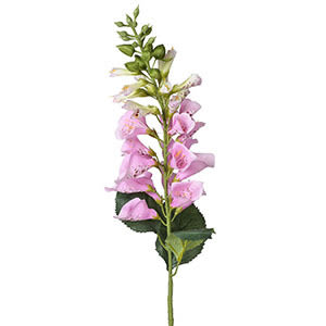 Pink Foxglove Spray