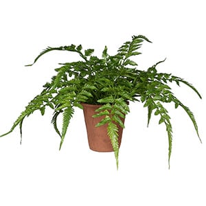Verdant Leaf Fern in Pot