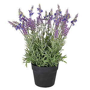 Outdoor Lavender In Pot