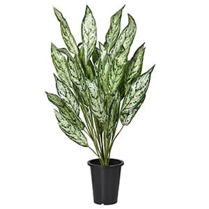 Varigated Aspidistra Plant