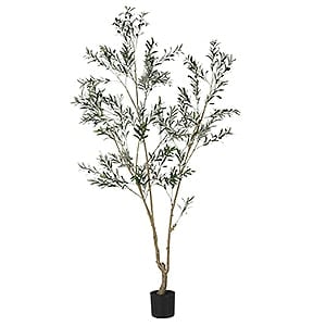 7.5Ft Outdoor Olive Tree