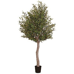 Natural Giant Olive Tree In Black Plastic Pot