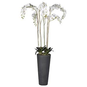 Coach House White Orchid Phalaenopsis Large Plants in Dark Grey Tall Planter