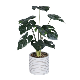 Serena Pot Plant, 80cm Height
