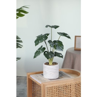 Serena Pot Plant, 80cm Height