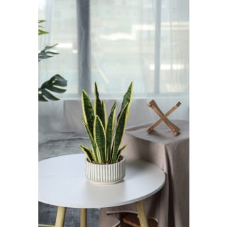 Zarah Pot Plant, 47cm Height