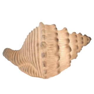 Horse Conch Shell Lamp