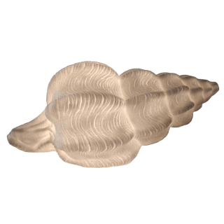 Conch Shell Lamp