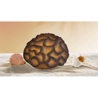 Mini Brain Coral Lamp