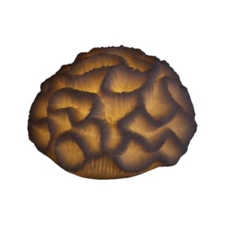 Mini Brain Coral Lamp