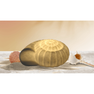 Mini Ammonite Shell Lamp