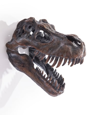 Extra Large T-Rex Skull Wall Head