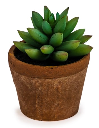 Ornamental Succulent in Terracotta Pot (to be bought in qtys of 6)