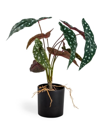 Ornamental Potted Philo Leaf Plant (to be bought in qtys of 12)