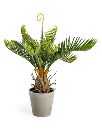 Ornamental Potted Cycad Plant (to be bought in qtys of 6)