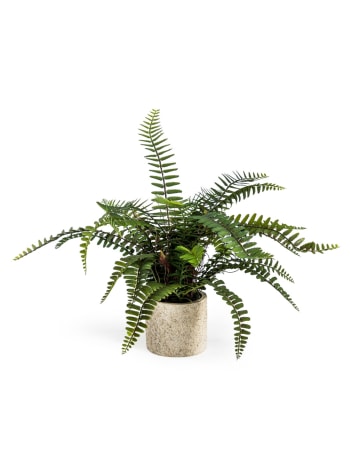 Ornamental Potted Fern Plant (to be bought in qtys of 2)