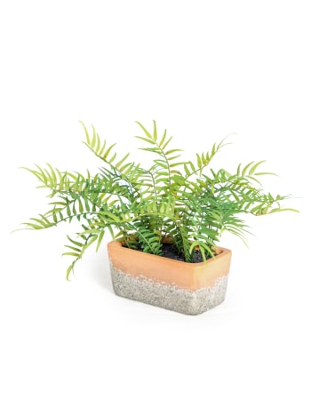 Ornamental Potted Fern Plant in Terracotta Pot (to be bought in qtys of 4)