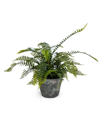 Ornamental Potted Fern Plant in Concrete Pot (to be bought in qtys of 4)