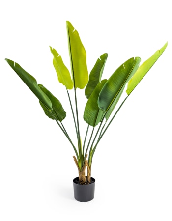 Large Ornamental Strelitzia Reginae Tree