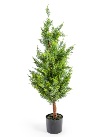 Large Potted Conifer Tree