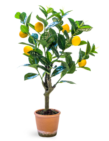 Ornamental Potted Lemon Tree (to be bought in qtys of 2)