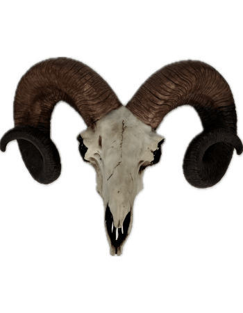 "Natural" Ram Skull Wall Head