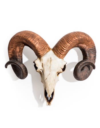 "Natural" Ram Skull Wall Head