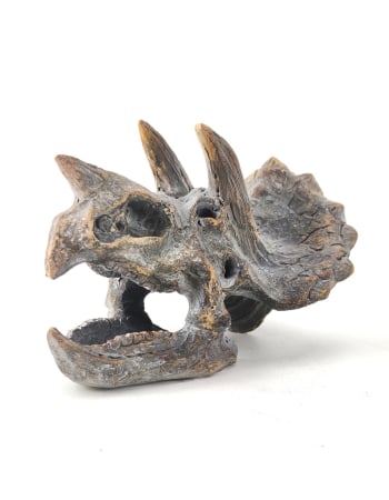 Triceratops Skull Table Decor