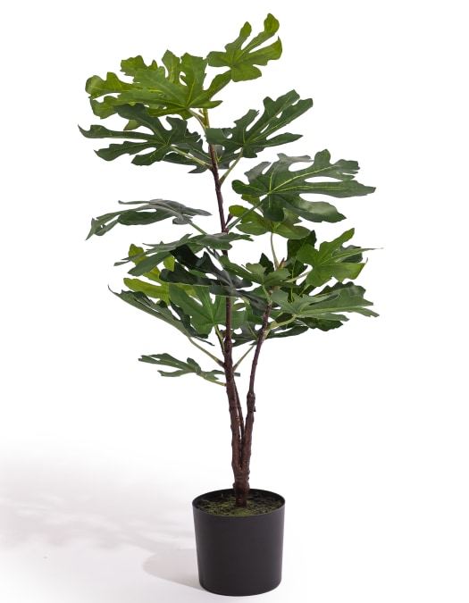 Ornamental Potted Fig Tree (to be bought in qtys of 4)