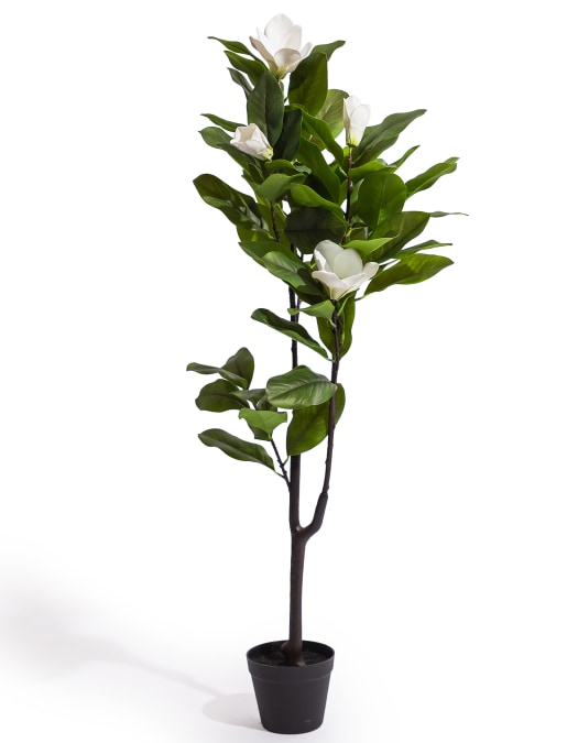 Ornamental Potted Magnolia Tree