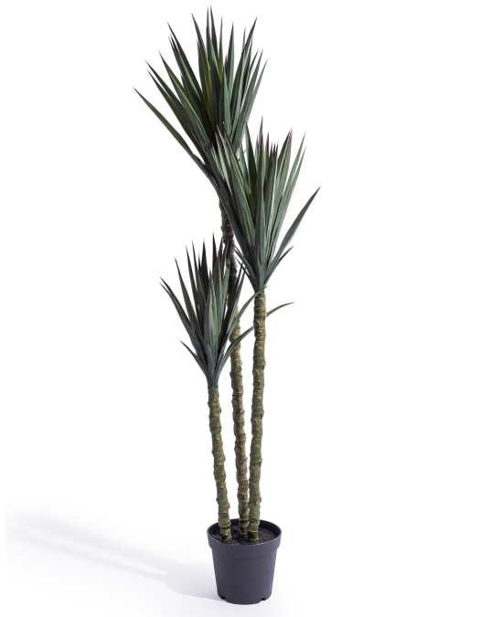 Extra Large Triple Stem Sisal Tree