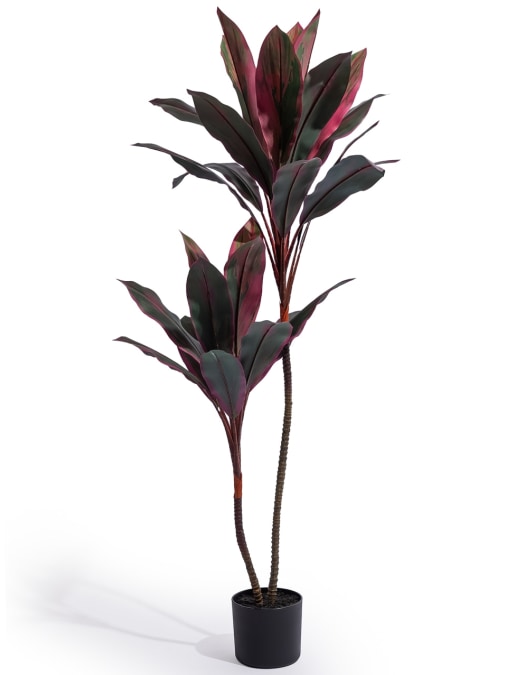 Large Red Dracaena Plant in Black Pot