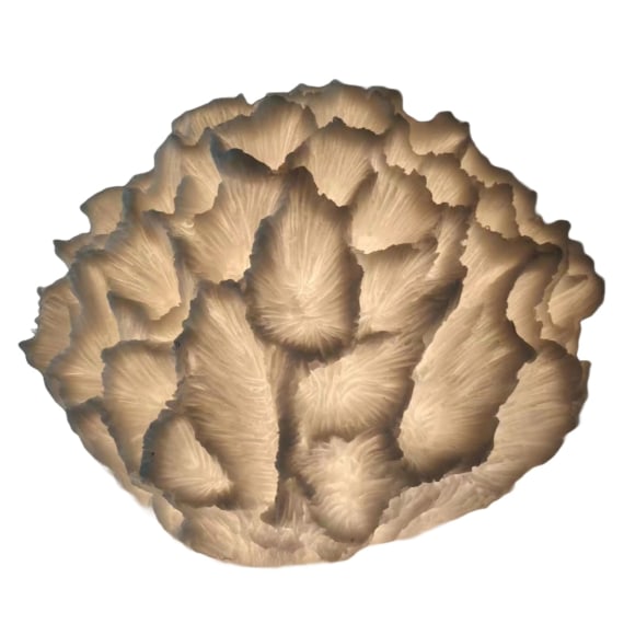 Fossil Coral Lamp