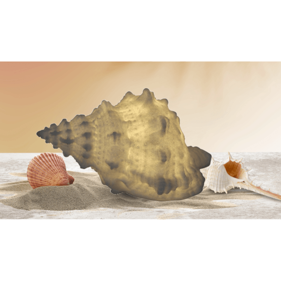 Mini Small Conch Shell Lamp