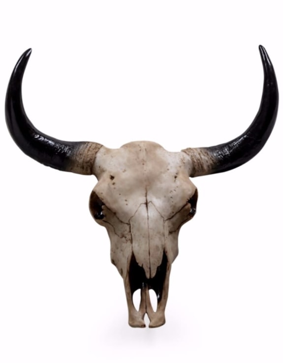 Large Bison Skull Wall Head