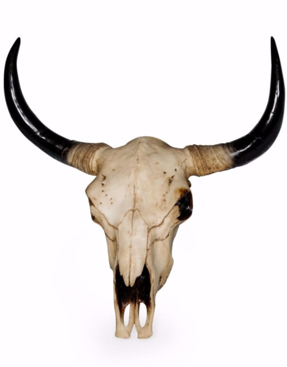 Extra Large Bison Skull Wall Head