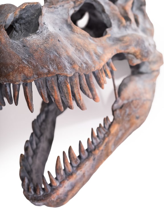 Extra Large T-Rex Skull Wall Head