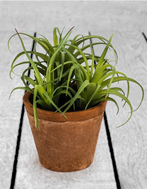 Ornamental Succulent in Terracotta Pot (to be bought in qtys of 6)