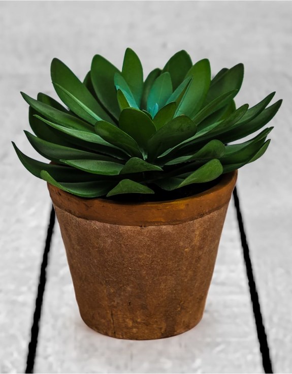 Ornamental Succulent in Terracotta Pot (to be bought in qtys of 6)