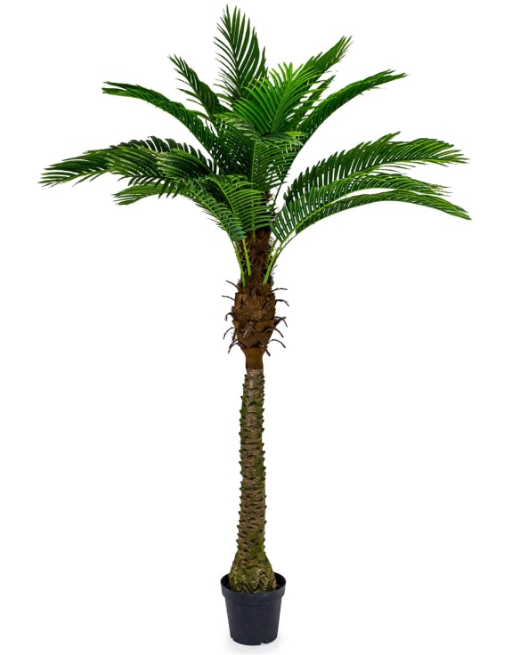 Ornamental Large Palm Tree in Black Pot