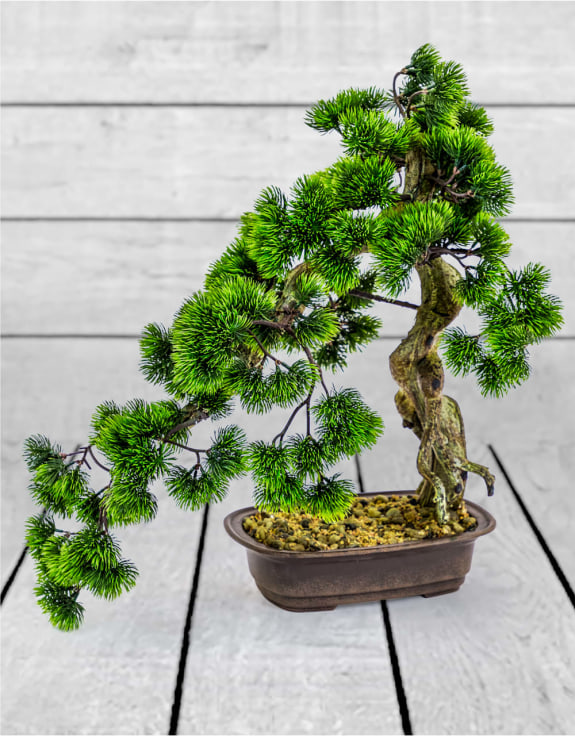 Ornamental Large Bonsai Tree in Iron Style Pot