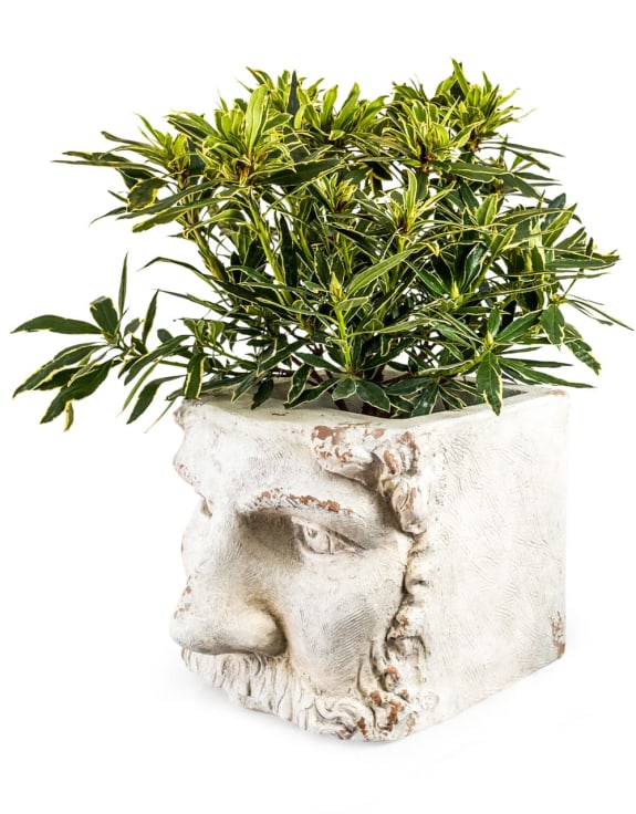 Large Rustic Stone Effect Classical Face Planter