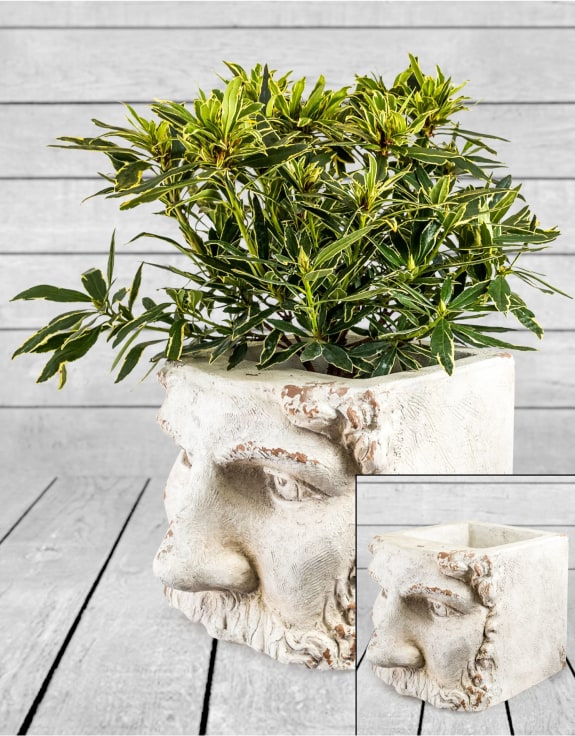 Large Rustic Stone Effect Classical Face Planter
