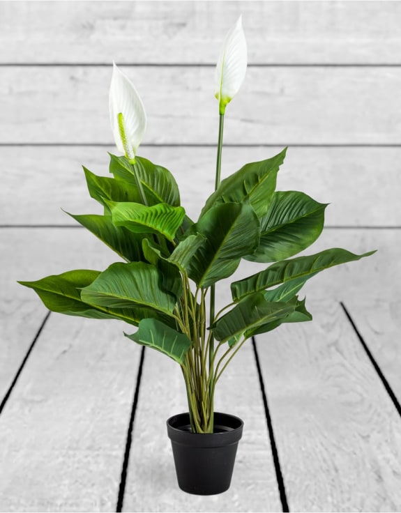 Ornamental Potted Peace Lily Plant (to be bought in qtys of 8)