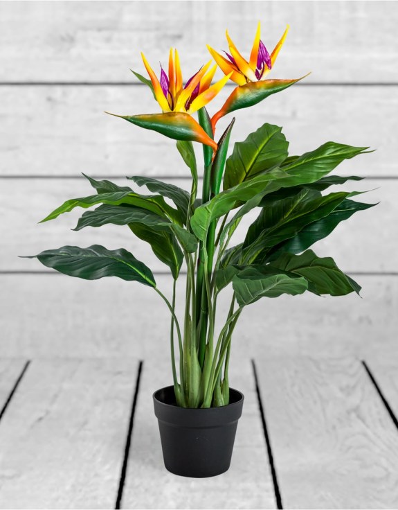 Ornamental Potted Bird of Paradise Plant (to be bought in qtys of 4)